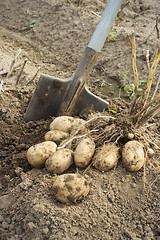 Image showing Fresh and raw potato at the field