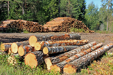 Image showing Timber Logging in Forest