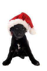 Image showing Black puppy with Christmas Hat