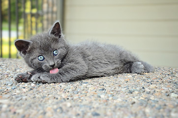 Image showing Grey Kitten Bathing Outdoors