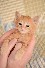 Image showing Orange Kitten in Hands