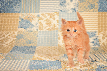 Image showing Ginger Kitten on Quilted Background