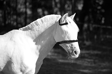 Image showing White horse with eye protection