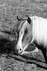 Image showing Portrait of a ponny