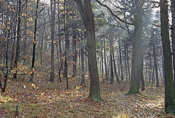 Image showing Autumn Forest