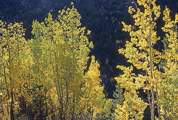 Image showing Autumn Forest