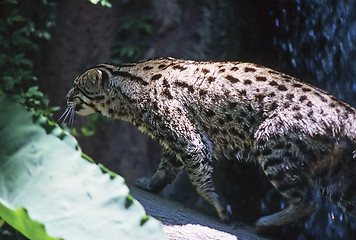 Image showing Ocelot