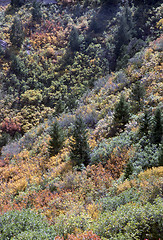 Image showing Autumn Forest