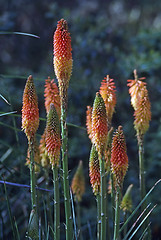 Image showing Torch Lily