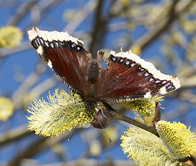 Image showing Butterfly on  nektar