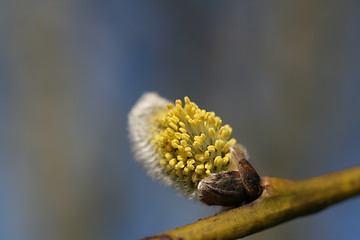 Image showing springtime