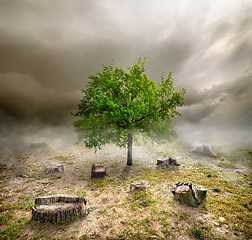 Image showing Green tree among the stumps