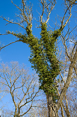 Image showing Climbing  Common Ivy