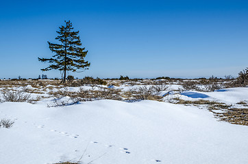 Image showing Lone spruce