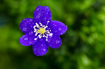 Image showing Dew drops on blue flower