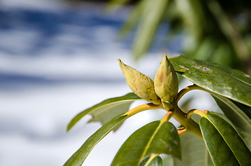 Image showing Rhododendron buds