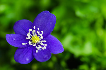Image showing Blue anemone closeup