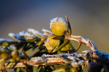 Image showing Frosty juniper berries