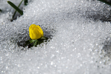 Image showing Flower in melting snow