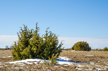 Image showing Juniperus bushes