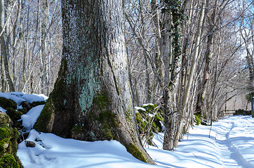 Image showing Winter tree trunk