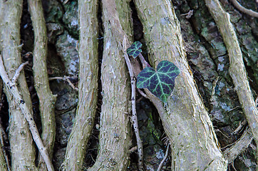 Image showing Common Ivy leaves and stem