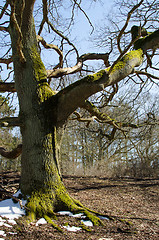 Image showing Old big oak