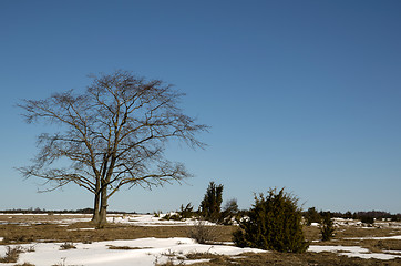 Image showing Lone tree