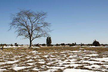 Image showing Melting snow pattern