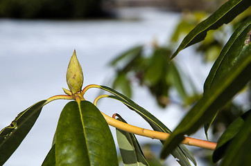 Image showing Rhododendron bud