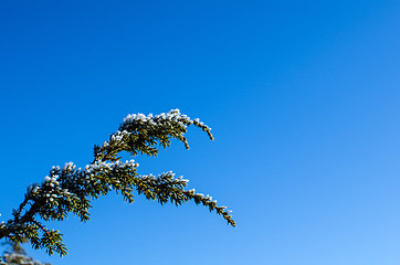 Image showing Frosty Juniper branch