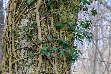 Image showing Tree trunk with Common Ivy