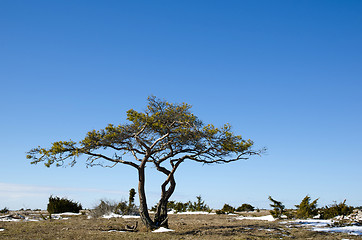 Image showing Solitaire pine tree