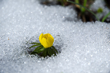 Image showing Flower in snow