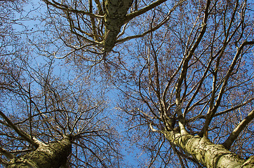 Image showing Tall trees from low angle