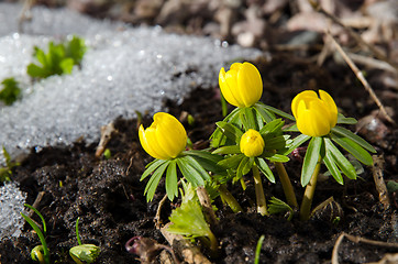 Image showing Early garden flowers