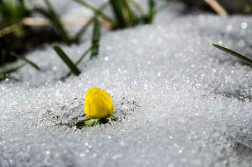 Image showing Early yellow flower