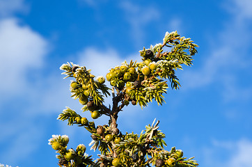 Image showing Juniper berries