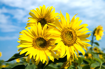 Image showing sunflowers family on a background sky