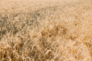 Image showing Ears of ripe wheat on a field