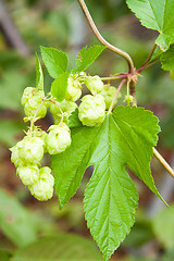 Image showing hop cones