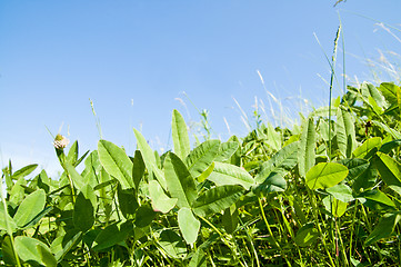 Image showing grass on hill and sky over