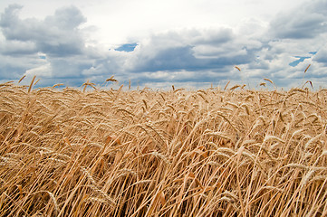 Image showing field of wheat on sky with cloud background