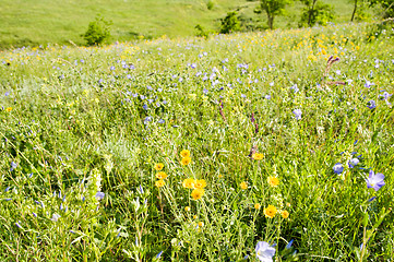 Image showing meadow with flowers in nature