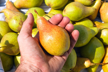 Image showing a pear of new harvest is in a hand