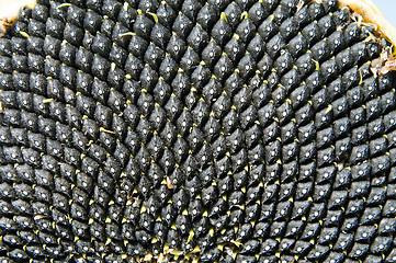 Image showing black seed of ripe sunflower as texture