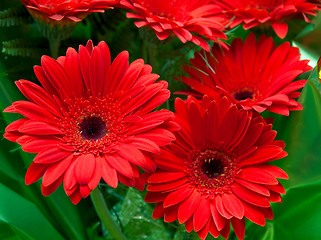 Image showing red flowers in bouquet