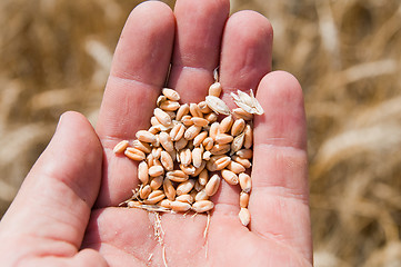 Image showing cones in the hand over new harvest