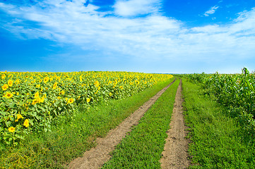 Image showing a rural road goes to horizon between two field