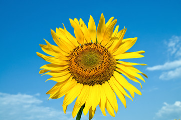 Image showing beautiful sunflower on field with clouds